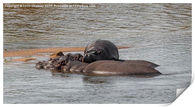 Hippo Family in Kruger Park Print by colin chalkley
