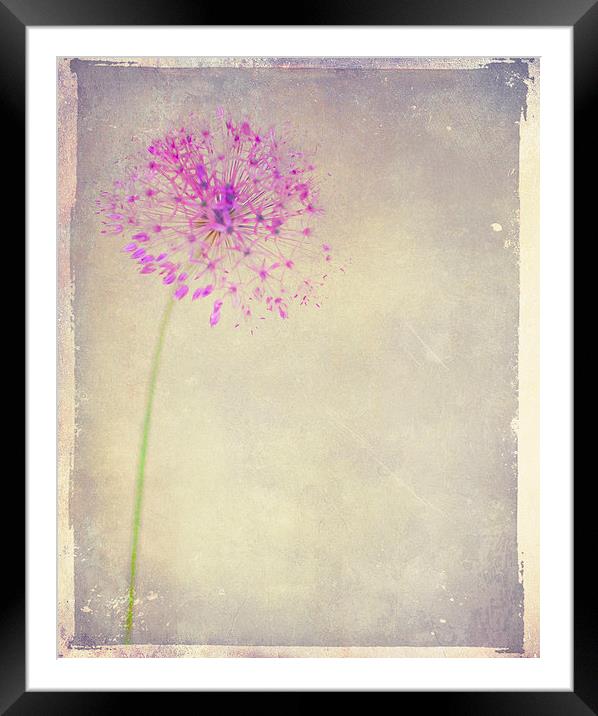 Faded Beauty Framed Mounted Print by Dawn Cox
