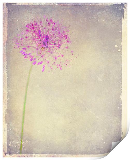 Faded Beauty Print by Dawn Cox