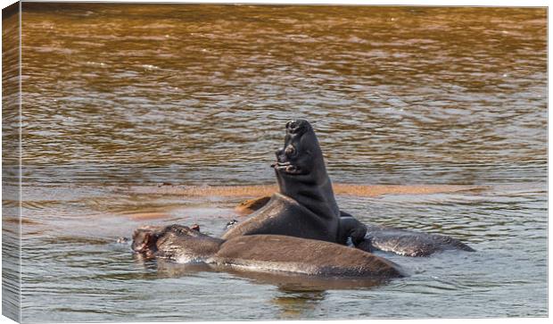 Family of Hippo in Kruger Park Canvas Print by colin chalkley