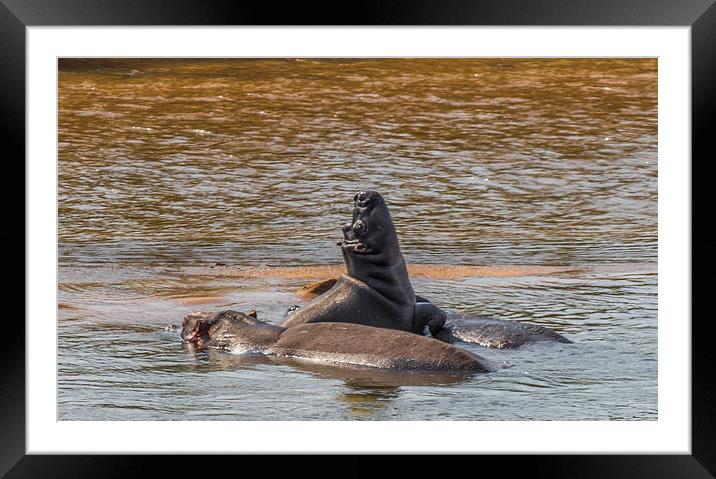 Family of Hippo in Kruger Park Framed Mounted Print by colin chalkley