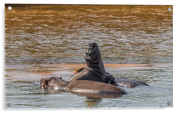 Family of Hippo in Kruger Park Acrylic by colin chalkley