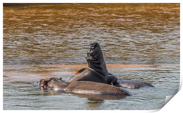 Family of Hippo in Kruger Park Print by colin chalkley