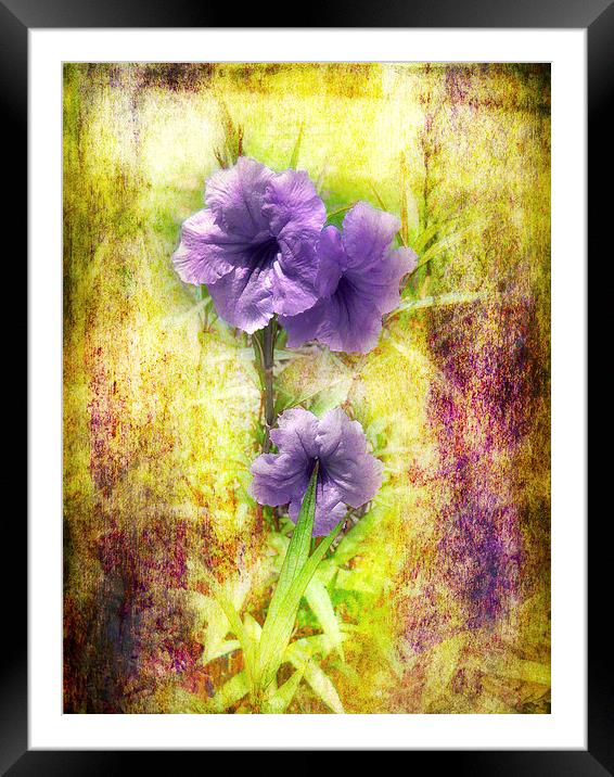Flowering Mexican Petunias 2 Framed Mounted Print by Judy Hall-Folde