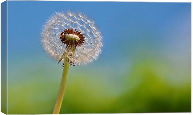 Dandelion Canvas Print by Mark  F Banks