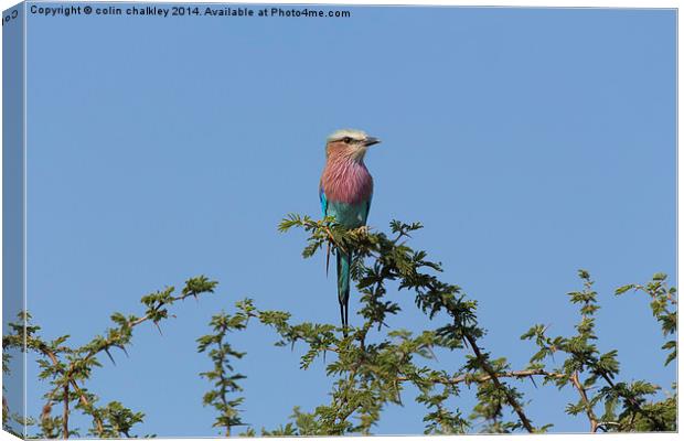 Lilac Breasted Roller - Kruger Canvas Print by colin chalkley
