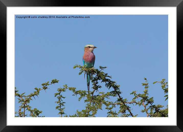 Lilac Breasted Roller - Kruger Framed Mounted Print by colin chalkley