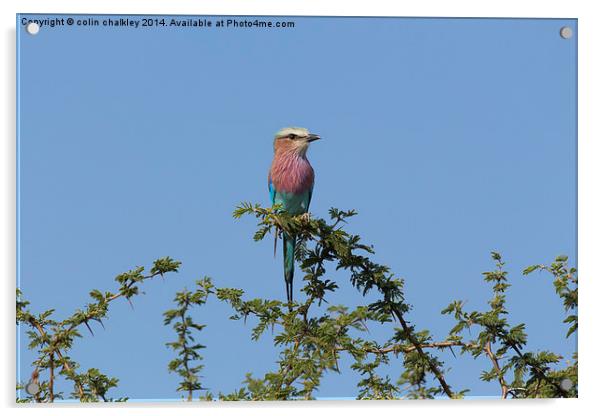 Lilac Breasted Roller - Kruger Acrylic by colin chalkley