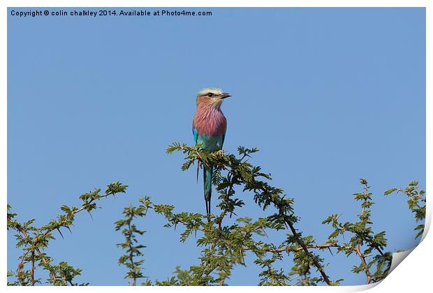 Lilac Breasted Roller - Kruger Print by colin chalkley
