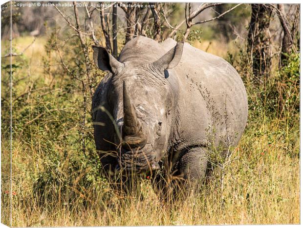 African White Rhinoceros Canvas Print by colin chalkley