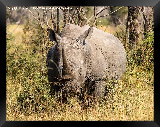 African White Rhinoceros Framed Print by colin chalkley
