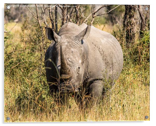 African White Rhinoceros Acrylic by colin chalkley