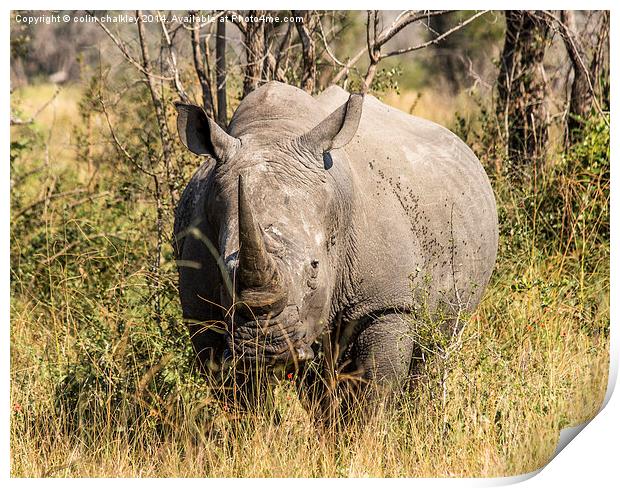 African White Rhinoceros Print by colin chalkley
