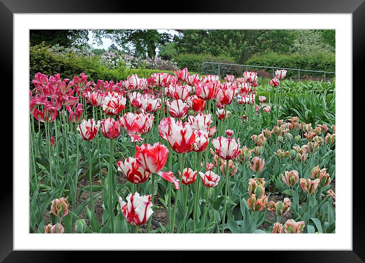 Red and White Tulips Framed Mounted Print by Tony Murtagh