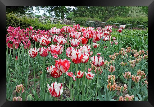Red and White Tulips Framed Print by Tony Murtagh