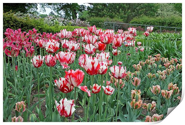 Red and White Tulips Print by Tony Murtagh