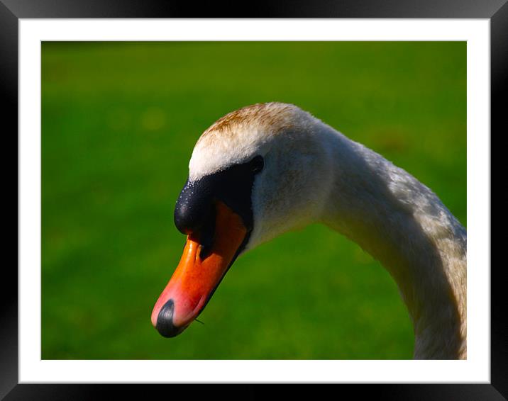 Annoyed Swan Framed Mounted Print by Dave Menzies