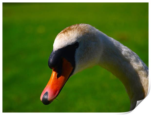 Annoyed Swan Print by Dave Menzies