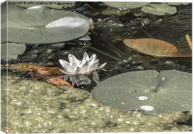 A Lonely Waterlily Canvas Print by colin chalkley