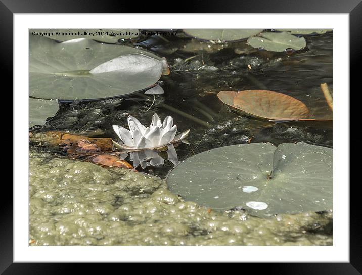 A Lonely Waterlily Framed Mounted Print by colin chalkley