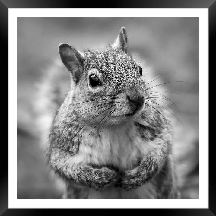 Grey squirrel - square crop Framed Mounted Print by Jason Wells