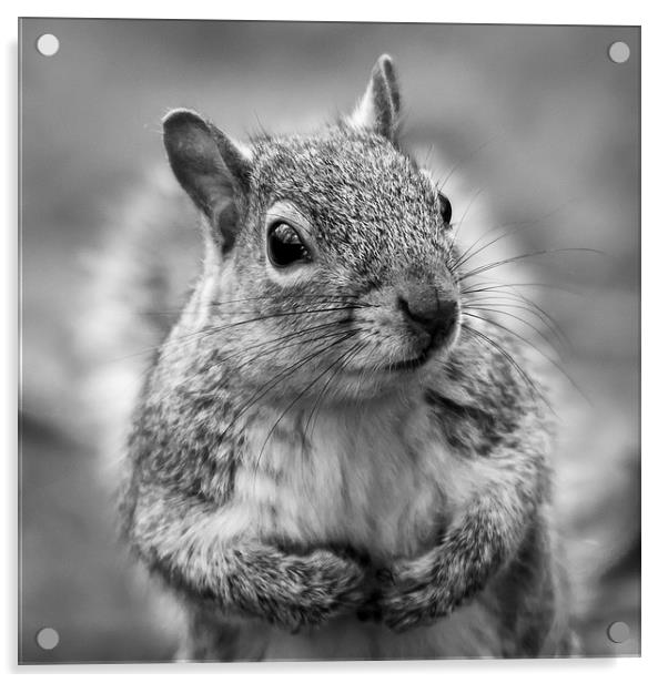 Grey squirrel - square crop Acrylic by Jason Wells
