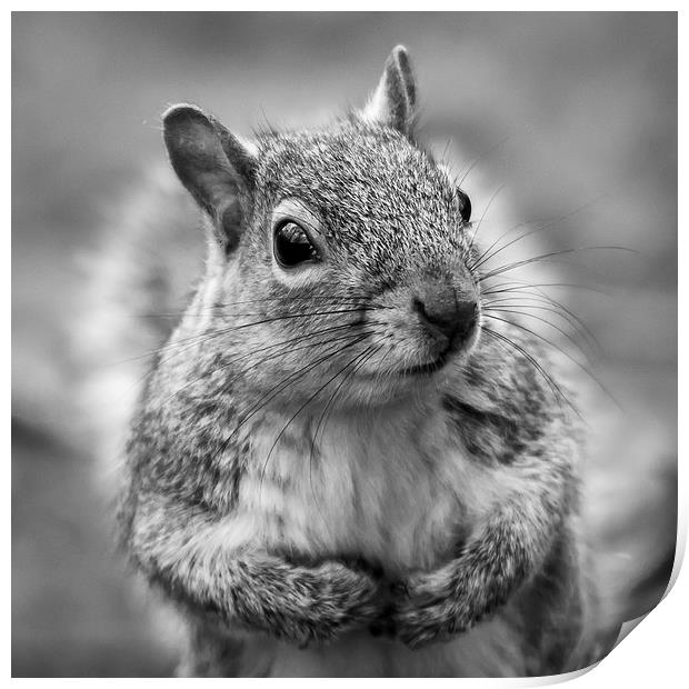 Grey squirrel - square crop Print by Jason Wells