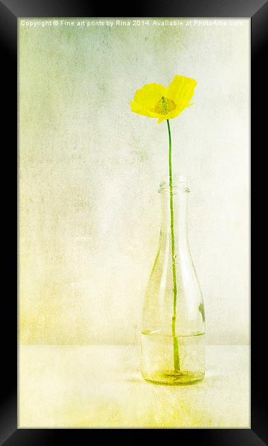 Poppy (1) Framed Print by Fine art by Rina