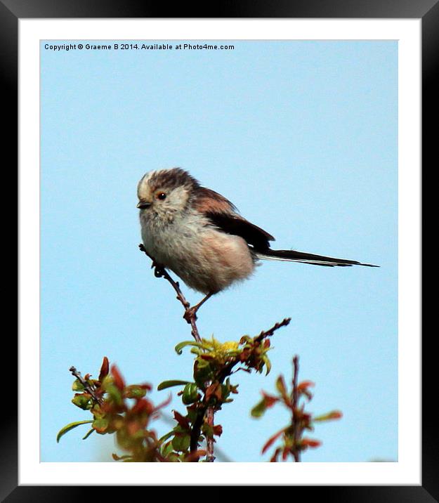 Long Tailed Tit 4 Framed Mounted Print by Graeme B