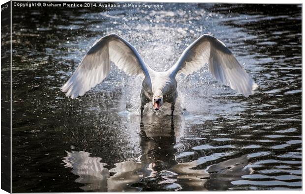 Angry Swan Canvas Print by Graham Prentice