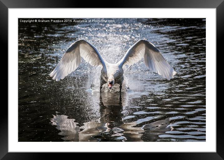 Angry Swan Framed Mounted Print by Graham Prentice