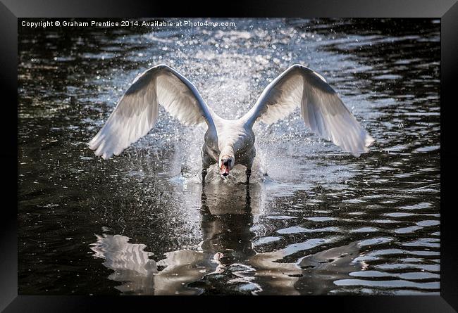 Angry Swan Framed Print by Graham Prentice