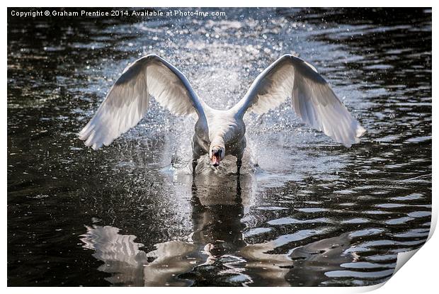 Angry Swan Print by Graham Prentice
