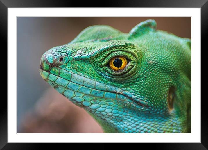 Basilisco iguana close-up Framed Mounted Print by Jason Wells