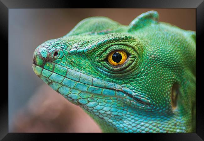 Basilisco iguana close-up Framed Print by Jason Wells