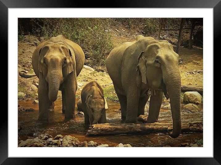 Elephants Framed Mounted Print by Laura Kenny