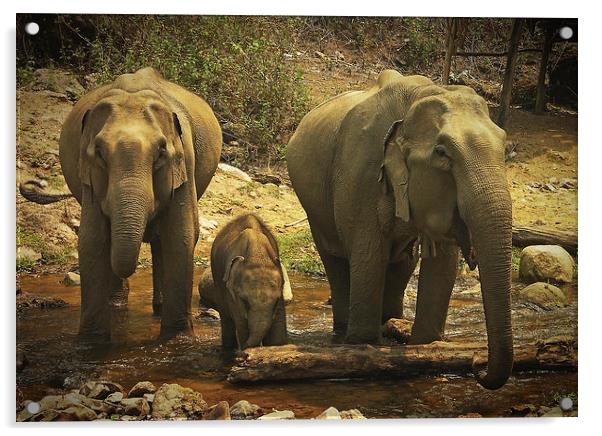 Elephants Acrylic by Laura Kenny