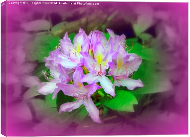 Pretty in Pink Canvas Print by Bill Lighterness