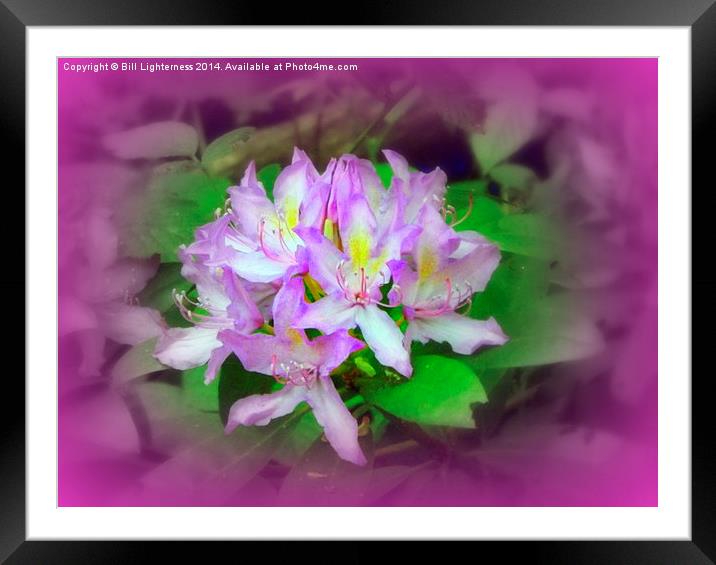 Pretty in Pink Framed Mounted Print by Bill Lighterness