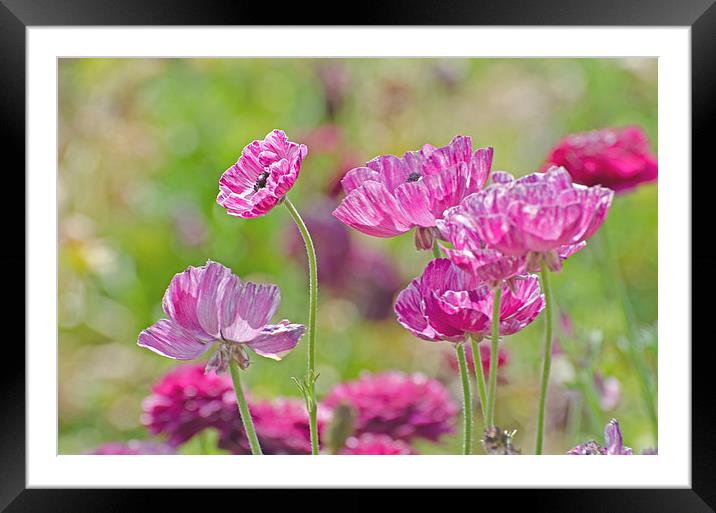 Shades of Pink Framed Mounted Print by Jean Booth