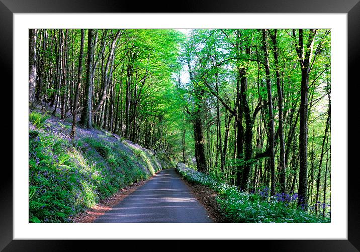 Bluebells Woods near Looe in Cornwall Framed Mounted Print by Rosie Spooner