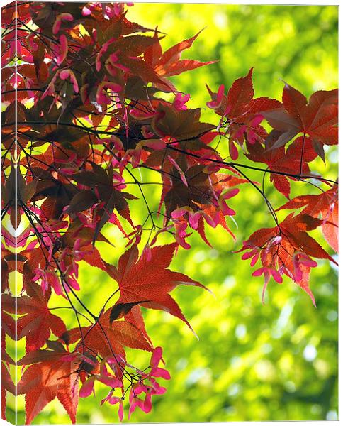 Japanese Maple Canvas Print by Victor Burnside