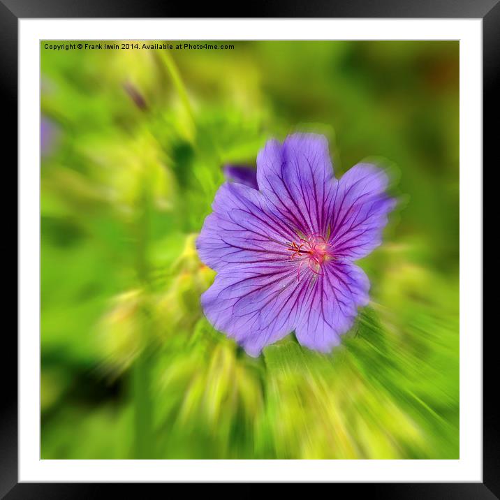 Artistic form of Johnson’s Blue Geranium Framed Mounted Print by Frank Irwin
