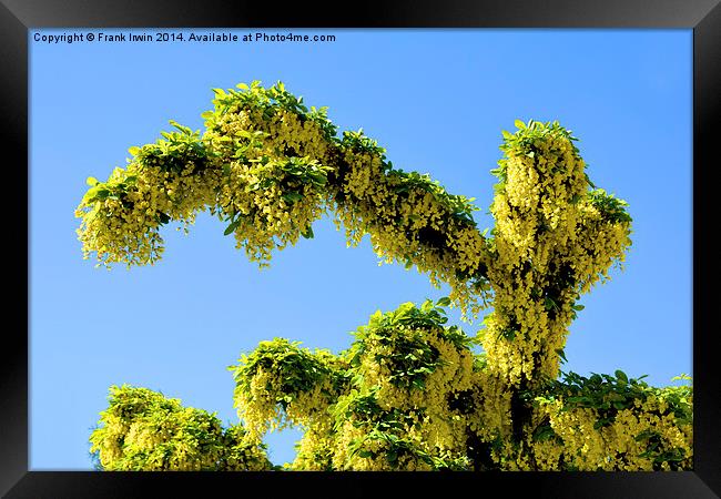 A Branch of Laburnum, commonly called golden chain Framed Print by Frank Irwin