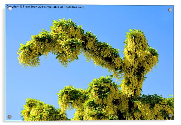 A Branch of Laburnum, commonly called golden chain Acrylic by Frank Irwin