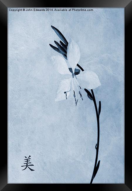 Oenothera lindheimeri Cyanotype Framed Print by John Edwards