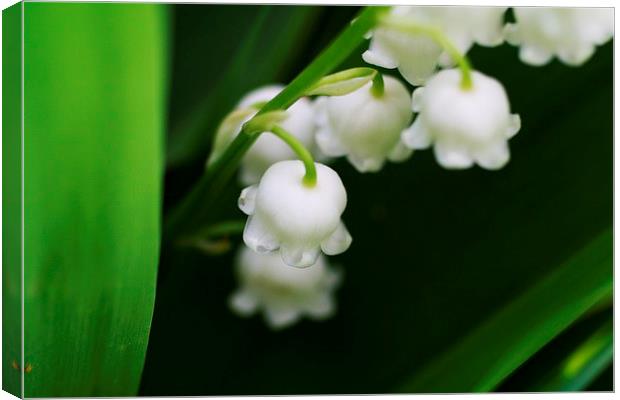 Lily of the Valley Canvas Print by Rebecca Hansen