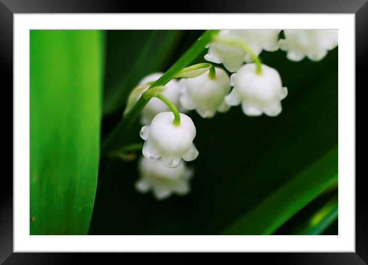 Lily of the Valley Framed Mounted Print by Rebecca Hansen