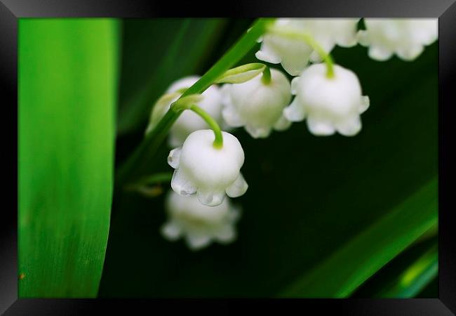Lily of the Valley Framed Print by Rebecca Hansen