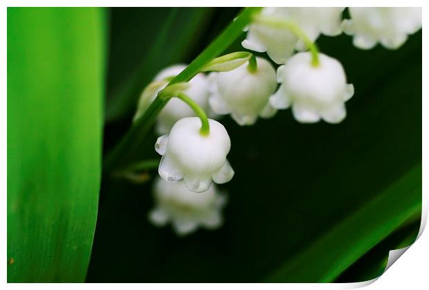 Lily of the Valley Print by Rebecca Hansen